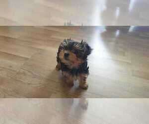 Yorkshire Terrier Puppy for sale in COLUMBIA, SC, USA