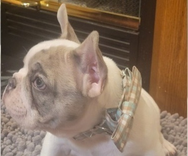Medium Photo #4 French Bulldog Puppy For Sale in BAKERSVILLE, NC, USA