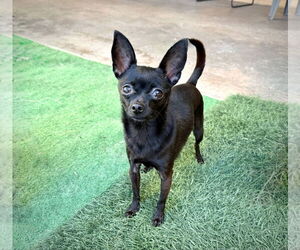 Chihuahua-Unknown Mix Dogs for adoption in phoenix, AZ, USA