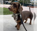 Small Photo #4 Dachshund Puppy For Sale in Fruitland, SC, USA