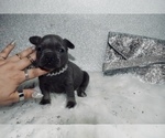 Small Photo #15 French Bulldog Puppy For Sale in HAYWARD, CA, USA