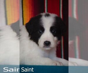 Great Pyrenees Puppy for sale in FLINT, MI, USA