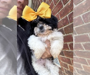 Shih Tzu Puppy for sale in ROYAL OAK, MI, USA