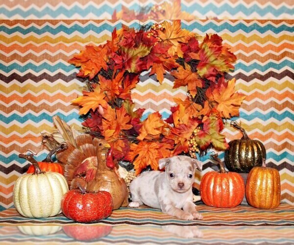 Medium Photo #50 Chihuahua Puppy For Sale in CHARLESTON, AR, USA