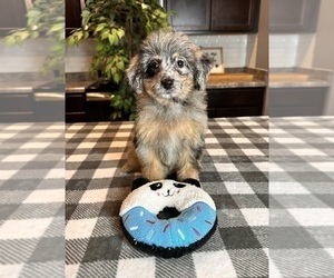 Bernedoodle (Miniature) Puppy for sale in GREENWOOD, IN, USA