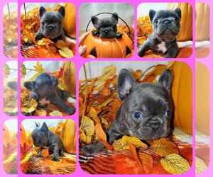 French Bulldog Puppy for sale in BOSTON, KY, USA