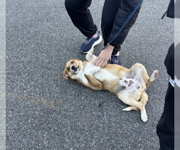 Medium Photo #2 Mutt Puppy For Sale in Brooklyn, NY, USA