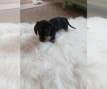Small #6 Dachshund