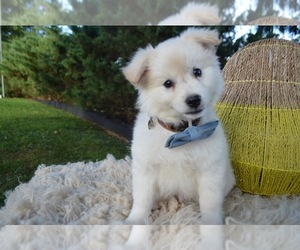 American Eskimo Dog Puppy for sale in HONEY BROOK, PA, USA