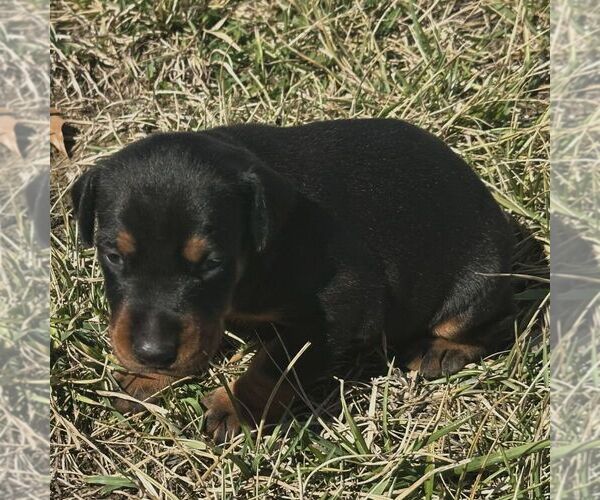 Medium Photo #1 Doberman Pinscher Puppy For Sale in MARYSVILLE, IN, USA