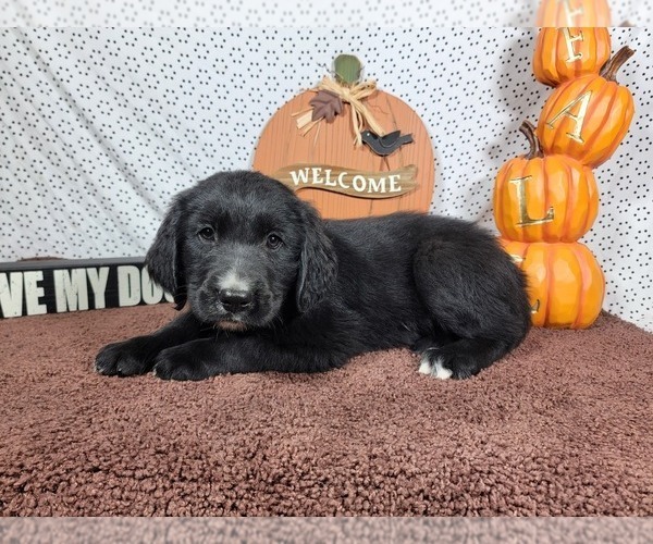 Medium Photo #7 Golden Mountain Dog Puppy For Sale in BLACK FOREST, CO, USA