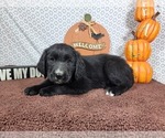 Small #6 Golden Mountain Dog