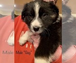 Small Photo #3 Australian Shepherd Puppy For Sale in PROSSER, WA, USA