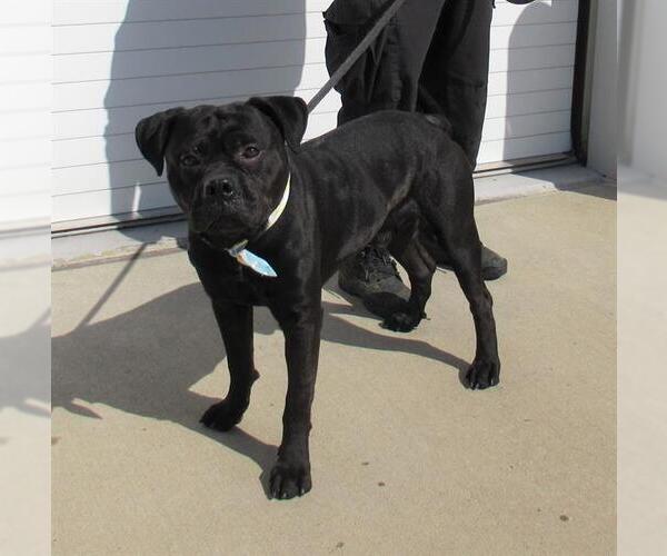 Medium Photo #1 Staffordshire Bull Terrier Puppy For Sale in Louisville, KY, USA