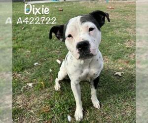 American Bulldog-Unknown Mix Dogs for adoption in Conroe, TX, USA