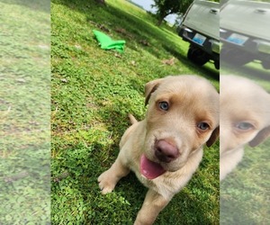 Labrador Retriever Puppy for sale in HOPKINSVILLE, KY, USA