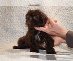 Small #8 ShihPoo