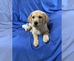 Small Photo #1 Golden Labrador Puppy For Sale in LIVE OAK, FL, USA