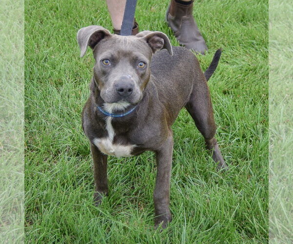 Medium Photo #5 American Staffordshire Terrier-Boxer Mix Puppy For Sale in Huntley, IL, USA