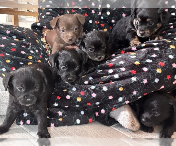 Medium Photo #1 Chihuahua-Jack Chi Mix Puppy For Sale in MESA, AZ, USA