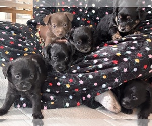 Chihuahua-Jack Chi Mix Puppy for sale in MESA, AZ, USA