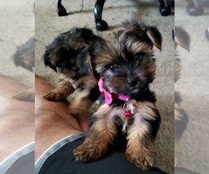 Yorkshire Terrier Puppy for sale in CO SPGS, CO, USA