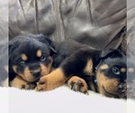 Small #24 Rottweiler