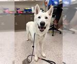 Small Siberian Husky