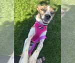 Small #3 Chihuahua Mix