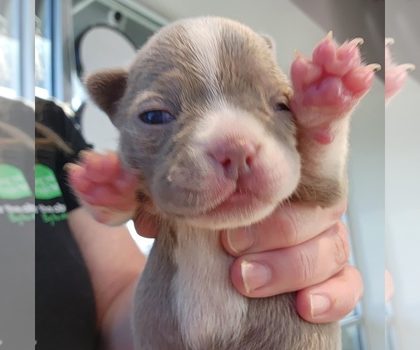 Medium Photo #25 Boston Terrier Puppy For Sale in FT MYERS, FL, USA