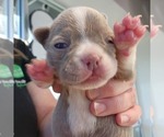 Small #3 Boston Terrier