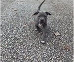 Small Photo #5 American Bully Puppy For Sale in ELLENWOOD, GA, USA
