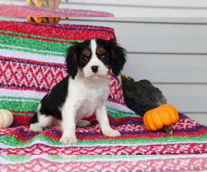 Cavalier King Charles Spaniel Puppy for sale in SHILOH, OH, USA