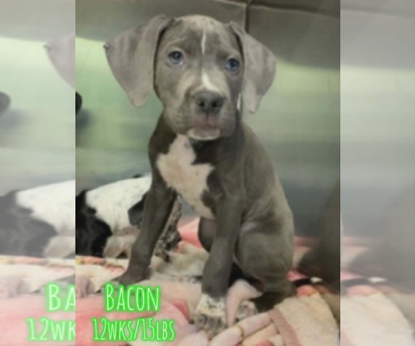 Medium Photo #1 Mutt Puppy For Sale in Woodbury, NY, USA