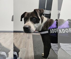 Boxer-Retriever  Mix Dogs for adoption in Blairsville, GA, USA
