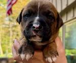 Puppy Meatloaf Boxer