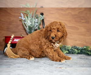 Medium Poodle (Miniature)