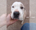 Small Mutt