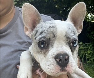 French Bulldog Puppy for sale in SILETZ, OR, USA