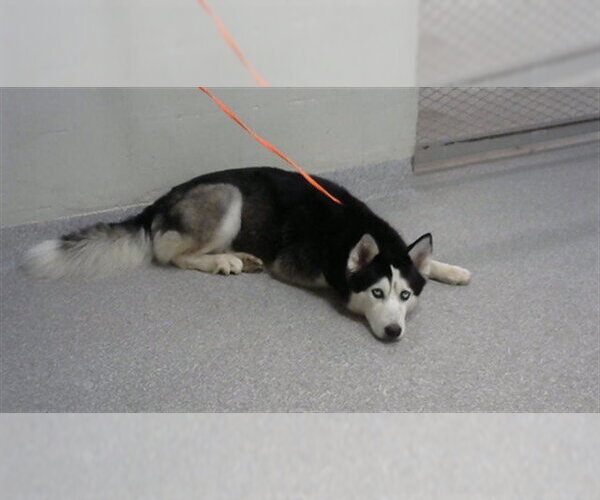 Medium Photo #1 Siberian Husky-Unknown Mix Puppy For Sale in Pasadena, TX, USA