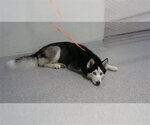 Small Siberian Husky Mix