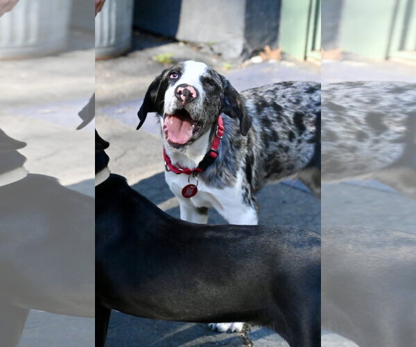 Medium Photo #3 Mutt Puppy For Sale in Wakefield, RI, USA