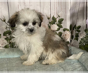 Zuchon Puppy for sale in PENNS CREEK, PA, USA