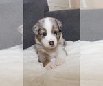 Puppy 2 Australian Shepherd