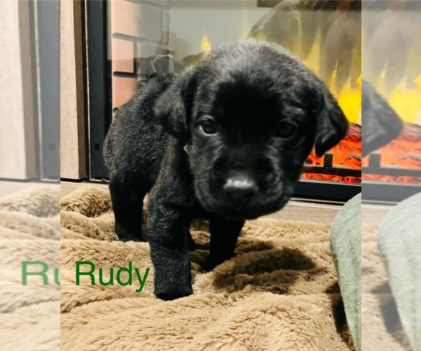 Medium Photo #1 Labrador Retriever Puppy For Sale in DAVENPORT, IA, USA