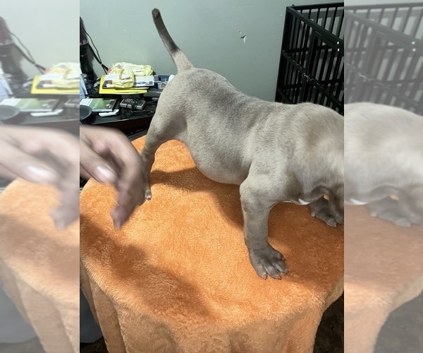 Medium Photo #7 American Bully Puppy For Sale in SNELLVILLE, GA, USA