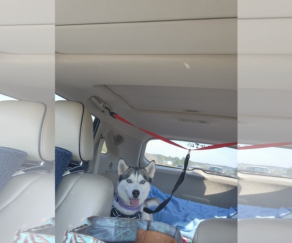 Medium Photo #2 Siberian Husky Puppy For Sale in Scottsboro, AL, USA