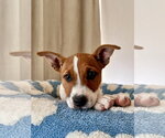 Sierra - Female Mutt Dog for Adoption - Small photo