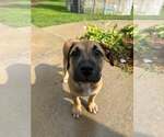 Small #4 American Staffordshire Terrier Mix