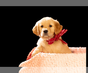 Golden Retriever Puppy for sale in NEWBURY PARK, CA, USA